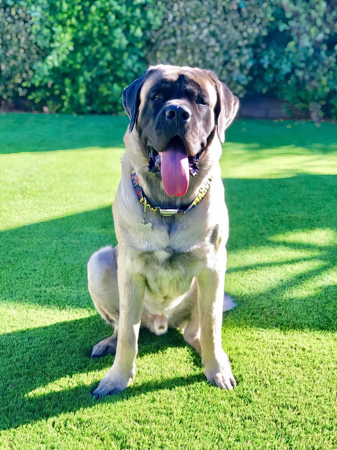 Dog sitting on clean, durable artificial pet turf